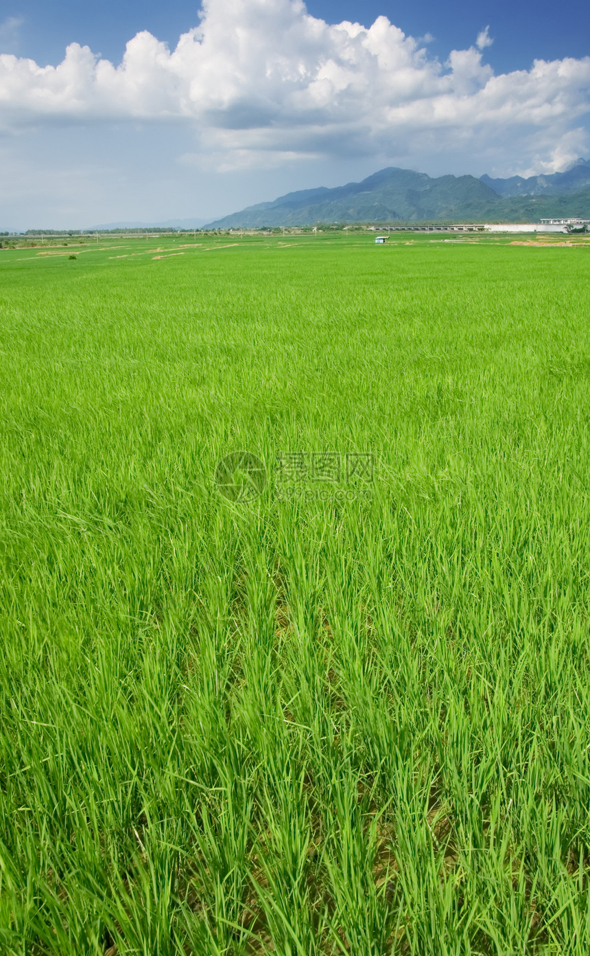 青蓝天空和白云的绿田农田蓝色稻田地平线风景农村植物草地土地热带图片