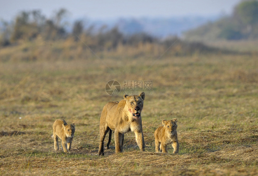 和幼崽一起打猎之后的狮子座狮子男性大草原小猫孩子们染色阳光女性大猫捕食者图片