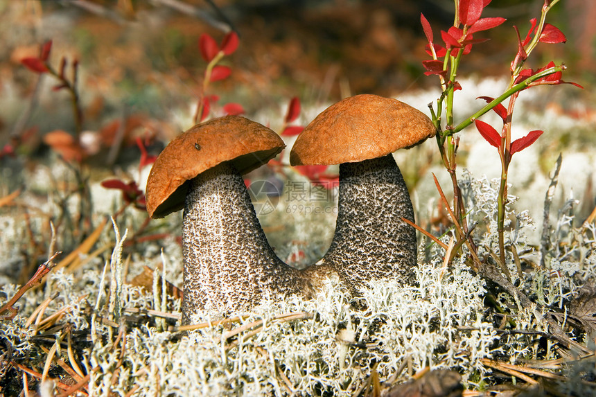 木柴中的阿斯彭蘑菇图片