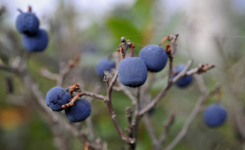 秋天比尔贝利宏观维生素浆果水果蓝色荒野植物蔬菜食物饮食图片