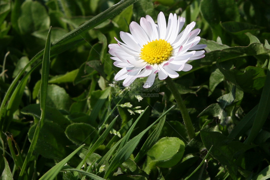 野向花瓣花粉植物园艺宏观野花花朵植物群荒野图片