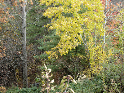 秋天的阿什维尔绿色数控季节叶子分支机构植物群换季树叶树木树干背景图片