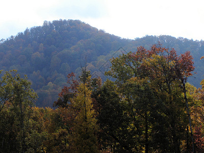 秋天的阿什维尔树干叶子山脉树叶数控树木植物群季节换季分支机构背景图片