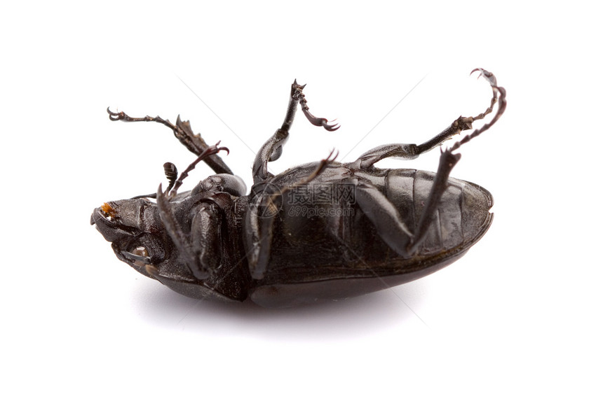 死虫害虫疾病宏观死亡漏洞黑色蟑螂白色野生动物动物图片