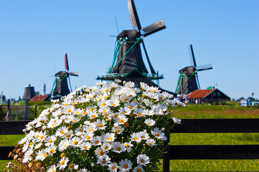 荷兰的鲜花铣削力量农村照片历史文化活力乡村溪流蓝色图片
