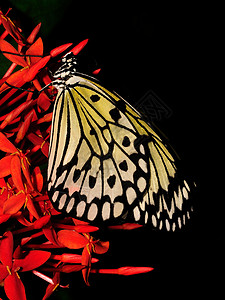 蝴蝶宏昆虫漏洞花园翅膀君主花蜜蝴蝶航班叶子天线美丽的高清图片素材