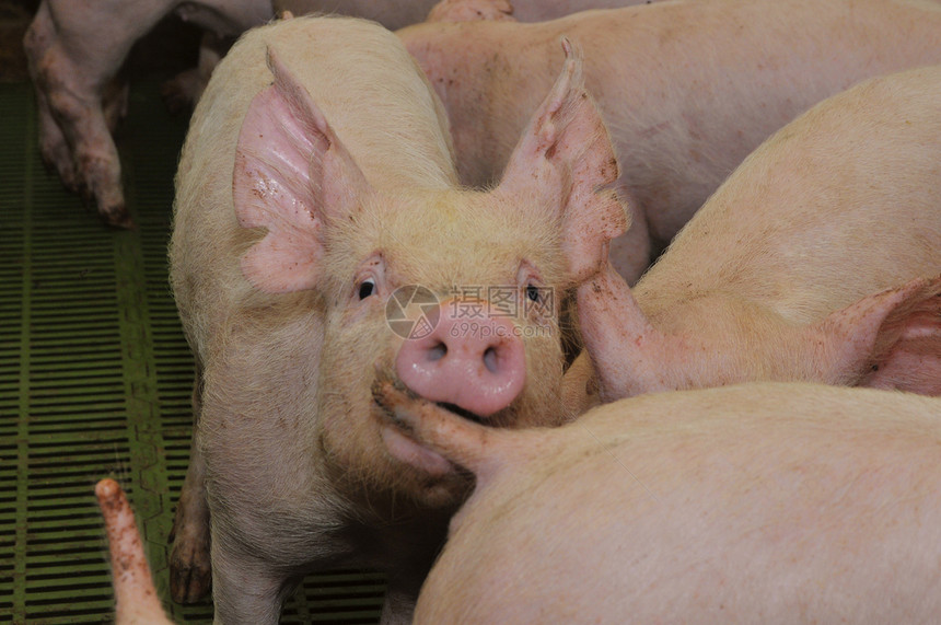 猪鼻子食物农业哺乳动物猪圈猪肉水平农场栅栏家畜图片