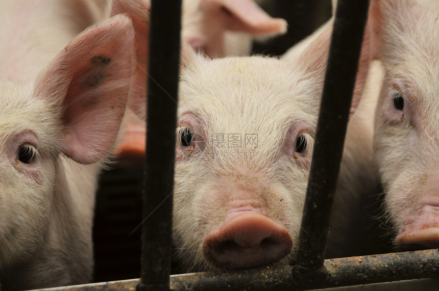 猪栅栏食物猪肉水平粉色好奇心农业酒吧家畜哺乳动物图片