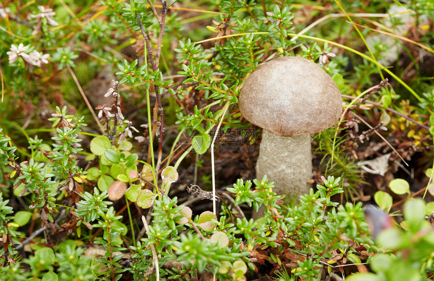 森林蘑菇生长中的苔图片