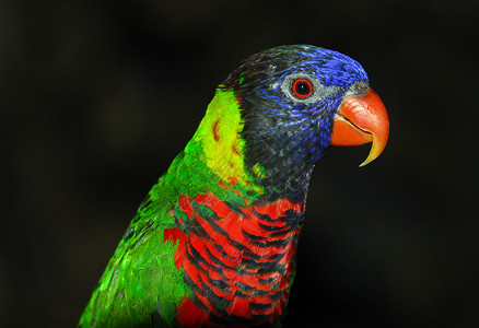 云宝洛丽基特鸟类蓝色红色绿色鹦鹉羽毛翅膀背景图片