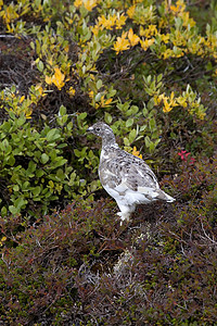 Ptarmigan拉古普斯穆图斯野生动物兔兔雷鸟高清图片