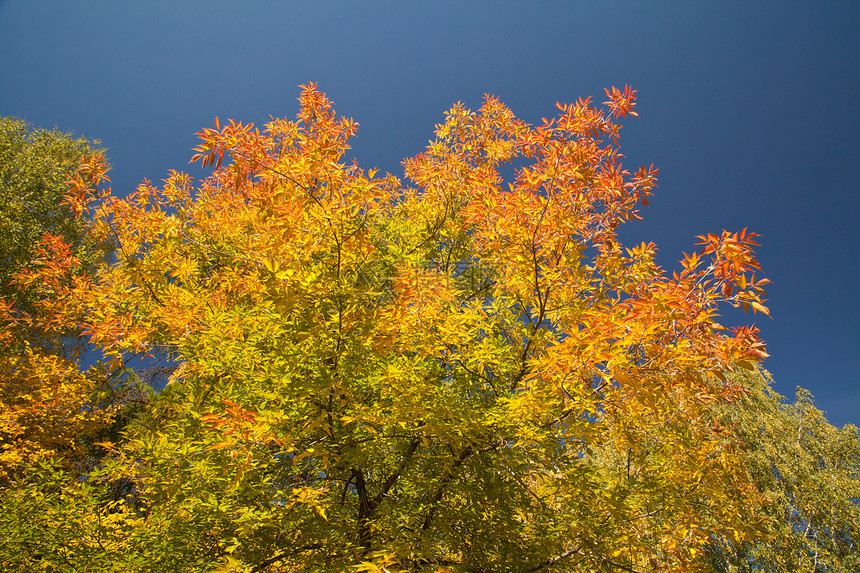 秋季叶子的颜色爆炸季节星尘林地公园天空森林场景木材风景天堂图片