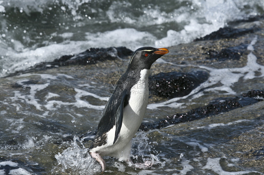 蟑螂企鹅欧洲催眠菊钓鱼土地跳岩岩石野生动物游泳海洋海岸图片