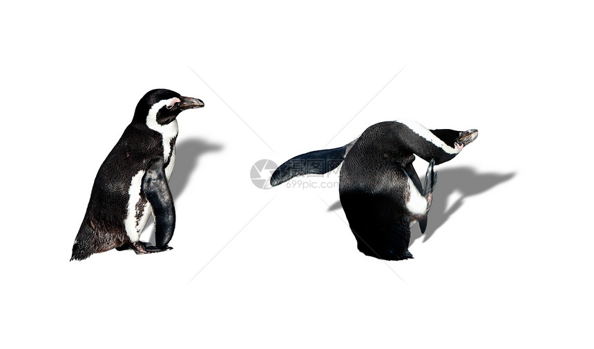磁力企鹅乐趣支撑生活动物情调享受岩石野生动物荒野微笑图片