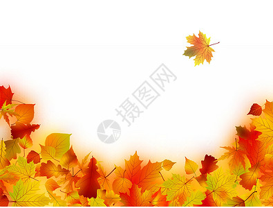 伏牛花秋余假框架植物植物学桦木季节橙子老化感恩叶子边界设计图片