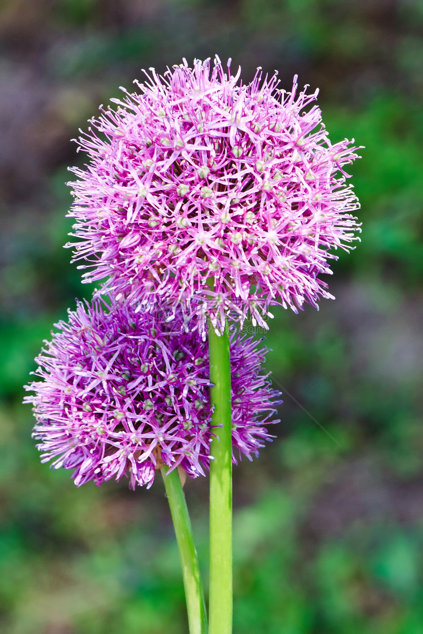 紫洋葱花头开花的花头图片
