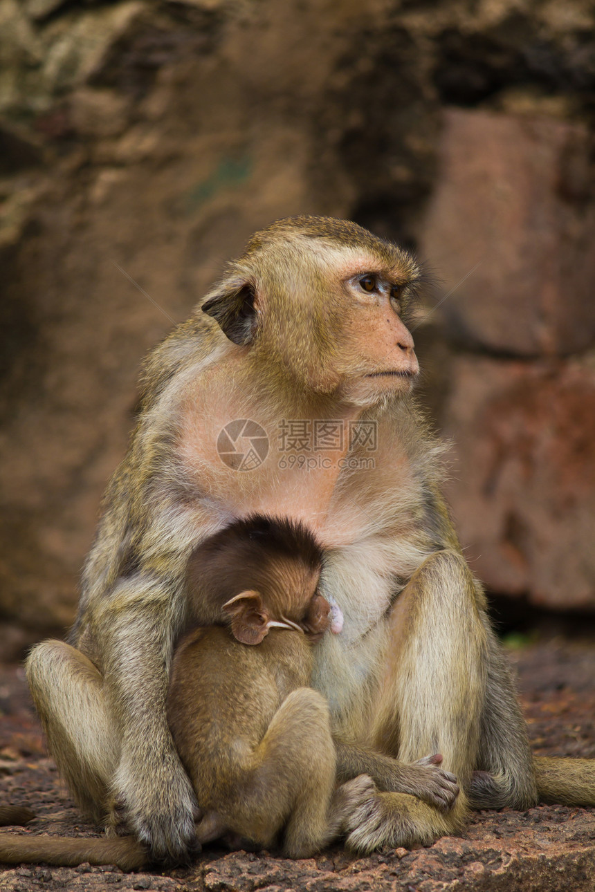 泰国Lopburi猴子组织少年野生动物婴儿哺乳动物脊椎动物棕色荒野动物园母亲母体图片