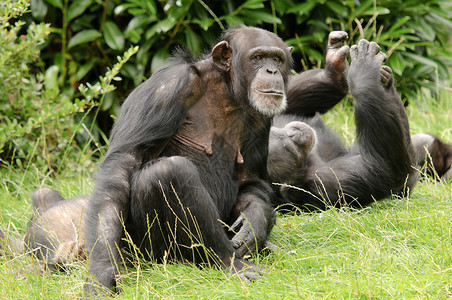 黑猩猩热带黑色动物濒危灵长类野生动物高清图片
