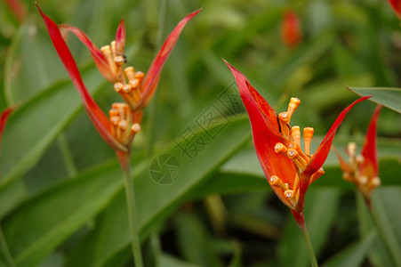 花叶子花园热带植物植物学背景图片