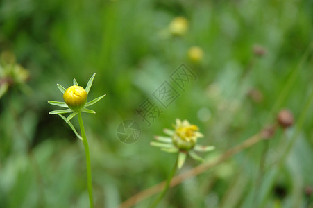 蒲公英花植物场地黄色绿色风景背景图片