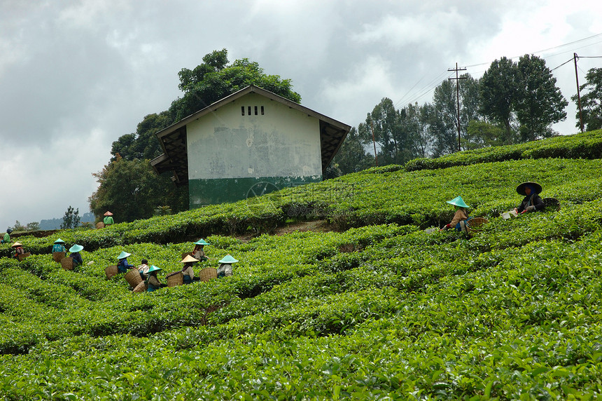 人们拿起茶来喝茶农场收成生长热带植被收割机丘陵文化场地培育图片