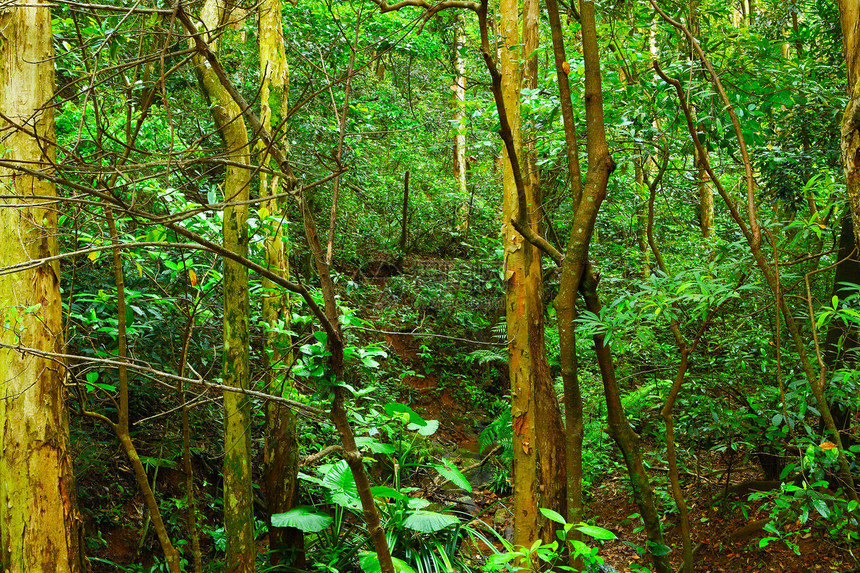 森林阳光荒野热带环境太阳雨林墙纸神话风景农村图片