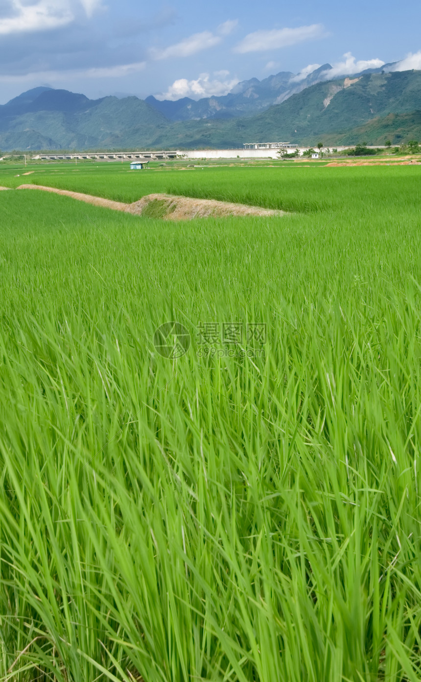 青蓝天空和白云的绿田土地种植园农田环境地平线稻田草原国家草地农村图片