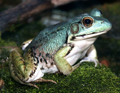 蓝绿青蛙贴近背景图片