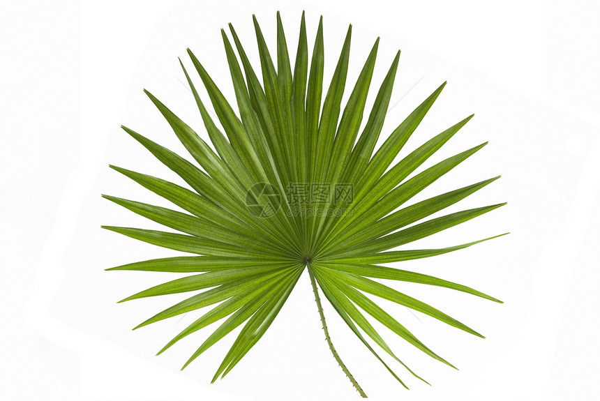 棕榈叶热带植物群叶子棕榈绿色图片