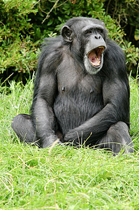 黑猩猩动物灵长类野生动物黑色热带濒危背景图片