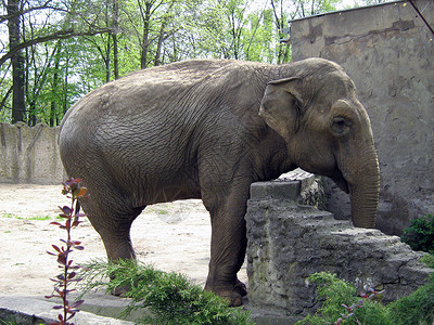大象动物园动物抛光灰色背景图片
