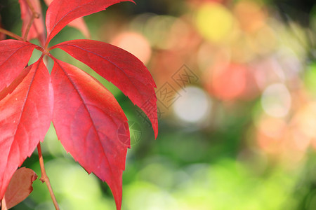 秋季叶子绿色季节性季节树叶红色背景图片