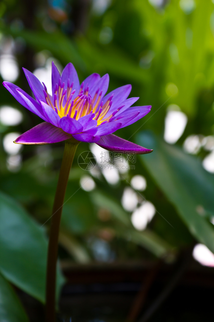 泰国的Lotus绿色花园宏观黄色池塘紫色墙纸花束沼泽植物群图片