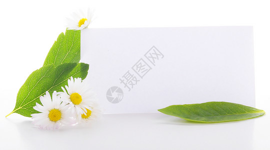 纸张生态叶子健康卡片温泉树叶床单背景图片