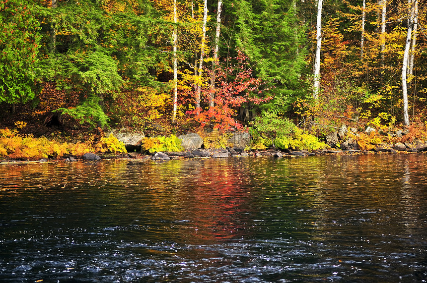 秋林和湖岸木头支撑荒野树木植物风景公园银行季节反思图片