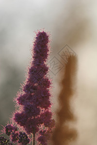 罗塞亚日落紫色背景图片