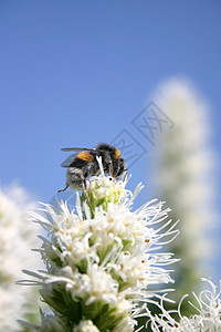 工作蜜蜂花粉紫菊目蓝天昆虫背景图片