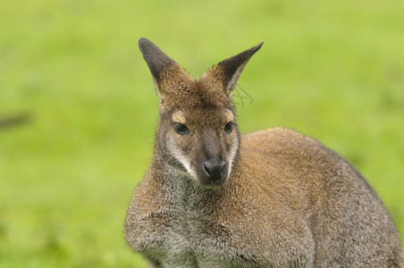 红颈瓦拉比野生动物动物绿色棕色哺乳动物背景图片