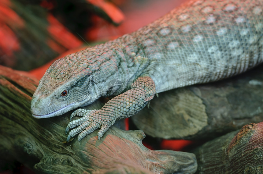 萨瓦纳监测站蜥蜴动物食肉野生动物黑色捕食者红色爬虫图片
