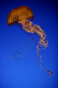 海藻织网果冻鱼背景图片