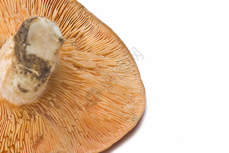 藏红花牛奶盖野生蘑菇营养高清图片