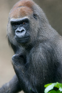 西部低地大猩猩人猿野生动物荒野猴子动物灵长类背景图片
