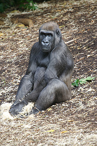 西部低地大猩猩野生动物荒野人猿猴子动物灵长类背景图片