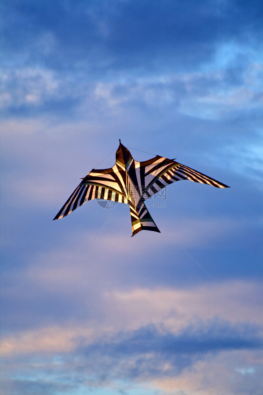 Kite 飞行运动动物天空亮度自由风筝空气黑色闲暇滑行图片