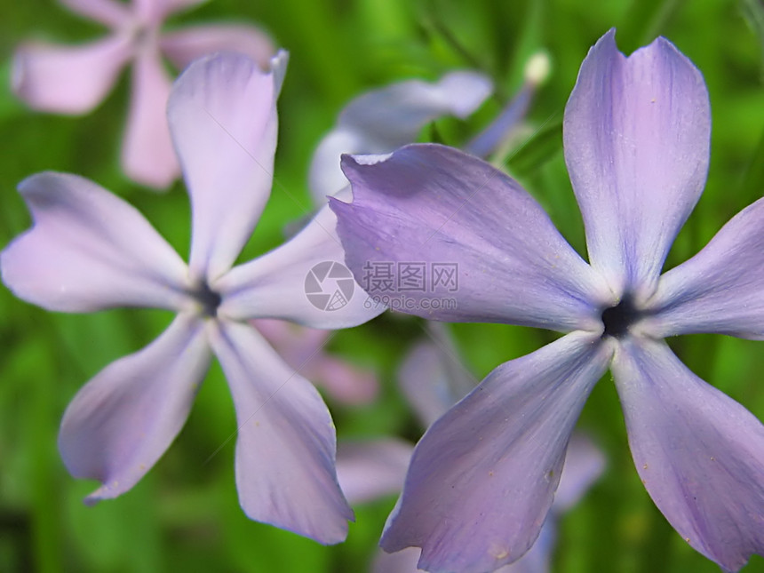 淡紫花植物群乡村花粉国家季节植物花园植物学紫色花瓣图片