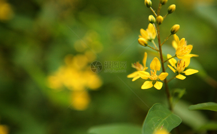 黄黄色花朵灌木圆圈植物晴天宏观花园花瓣园艺雄蕊树叶图片
