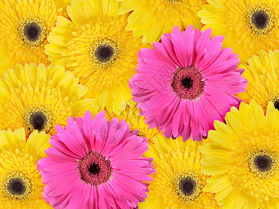黄花和粉红花的概述背景高清图片