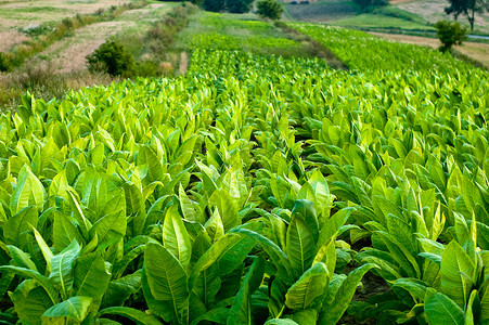 烟草工厂场地绿色树叶农场植物种植园高清图片