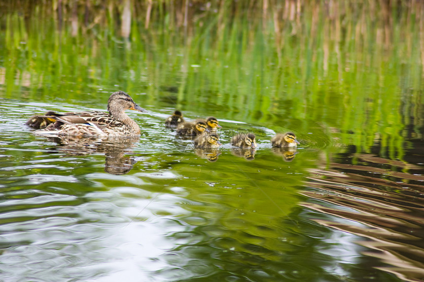 湖中鸭子和鸭子指导池塘鸟类动物羽毛领导后代父母野生动物家庭图片
