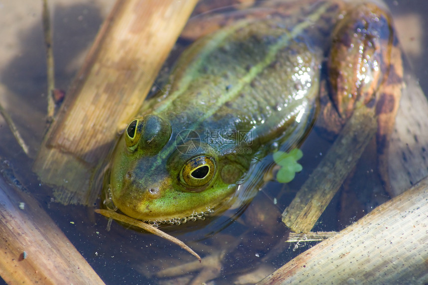 池塘绿青蛙黄色沼泽叶子两栖动物条纹绿色皮肤动物野生动物游泳图片